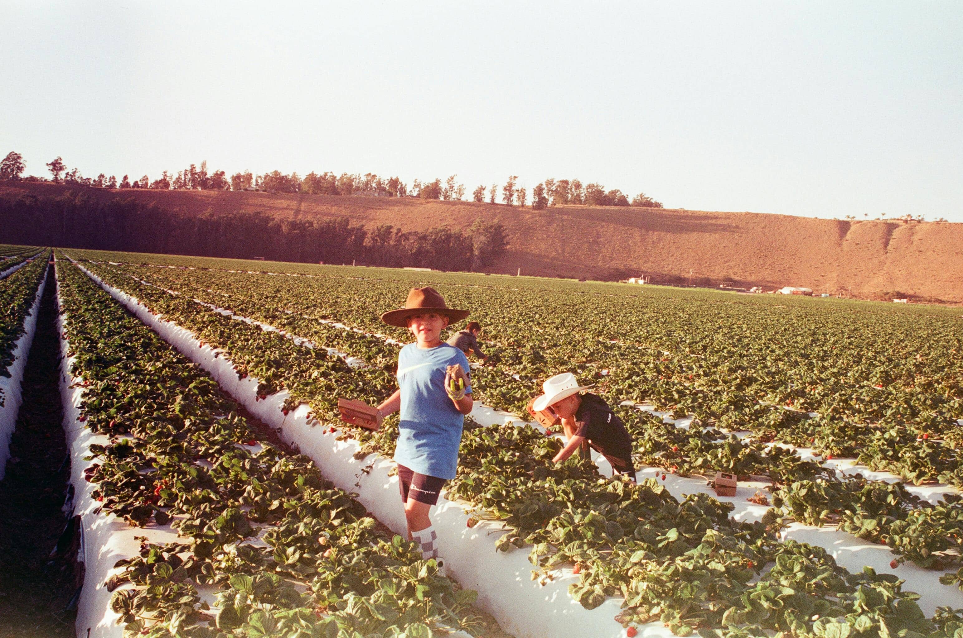 한국의 두레와 품앗이 문화