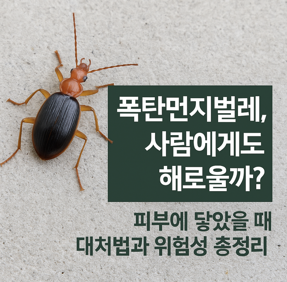 폭탄먼지벌레, 사람에게도 해로울까? 피부에 닿았을 때 대처법과 위험성 총정리