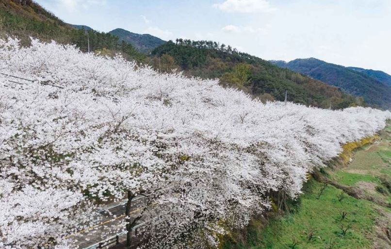 구례 섬진강 벚꽃길