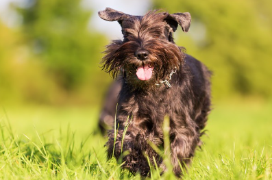풀숲을 달리는 스탠더드 슈나우저.