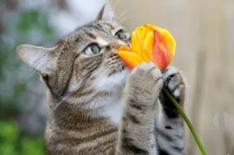 고양이 위험한 꽃 종류, 꽃가루_32