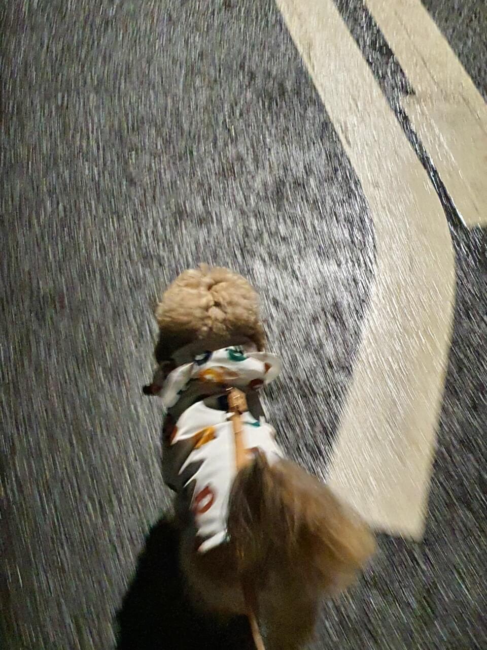 우비 입고 산책하는 강아지