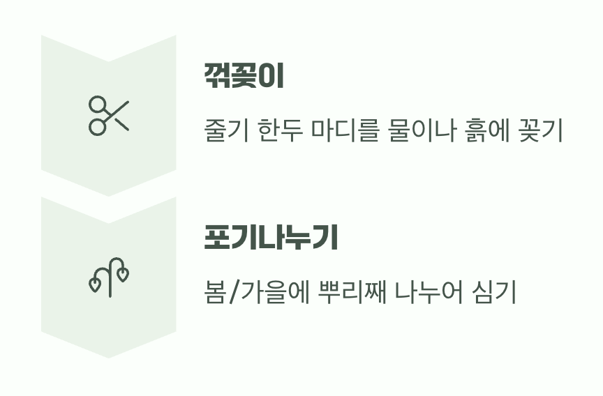 무한 증식의 즐거움, '꺾꽂이'와 '포기나누기'