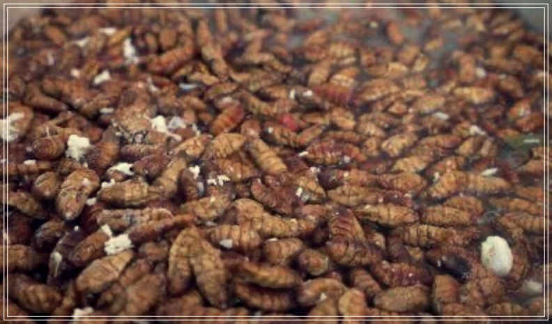 번데기의 놀라운 효능 3가지