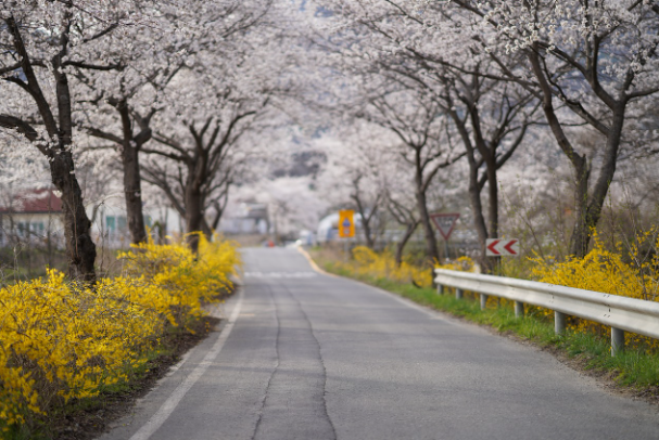 충청도 벚꽃 축제 유명한 곳 총정리