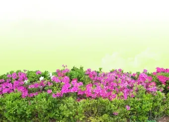 백설희 봄날은 간다 가사 노래 무료듣기_25