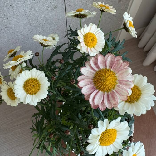 투톤목마가렛-월동-물주기