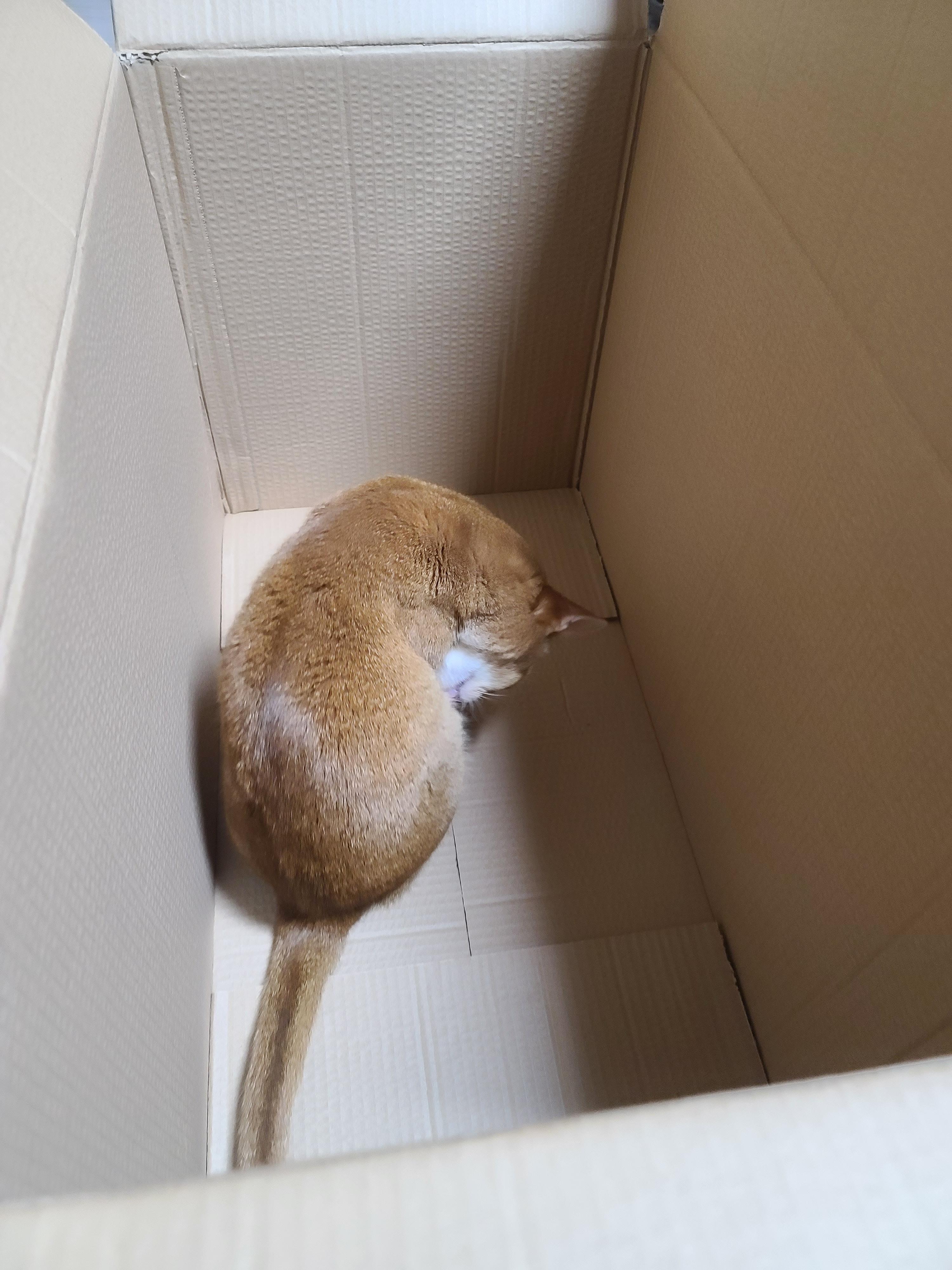 고양이들의 차차스크래쳐를 교체했다.