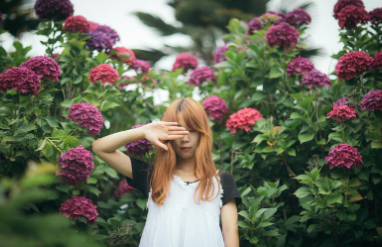 제주 휴애리 수국축제