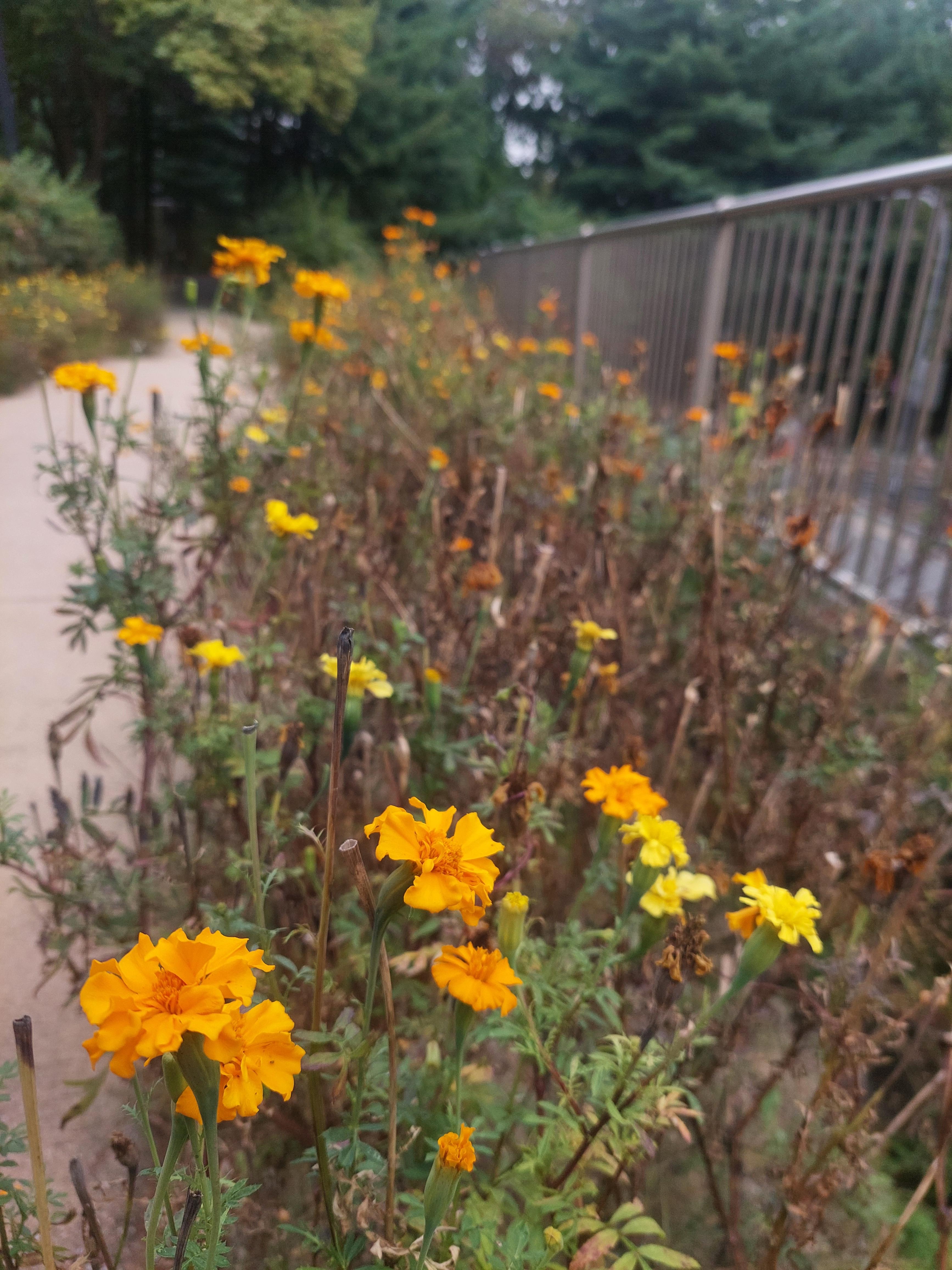 안산