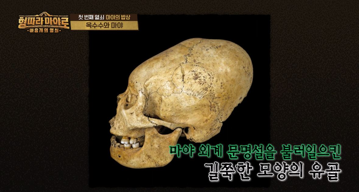형따라 마야로
