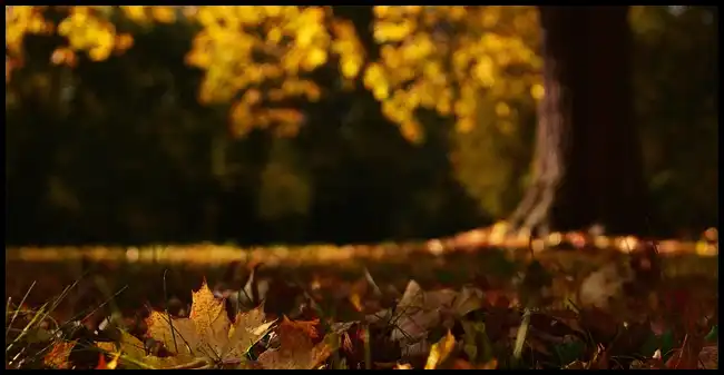 내장산 케이블카 예약방법, 요금, 주차장 정보 (+ 산행코스 )
