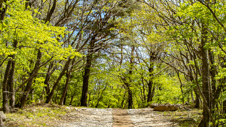 대관령 하늘목장