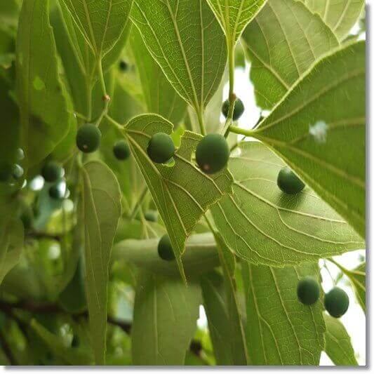 녹나무 효능 및 활성 성분 사용법과 주의점