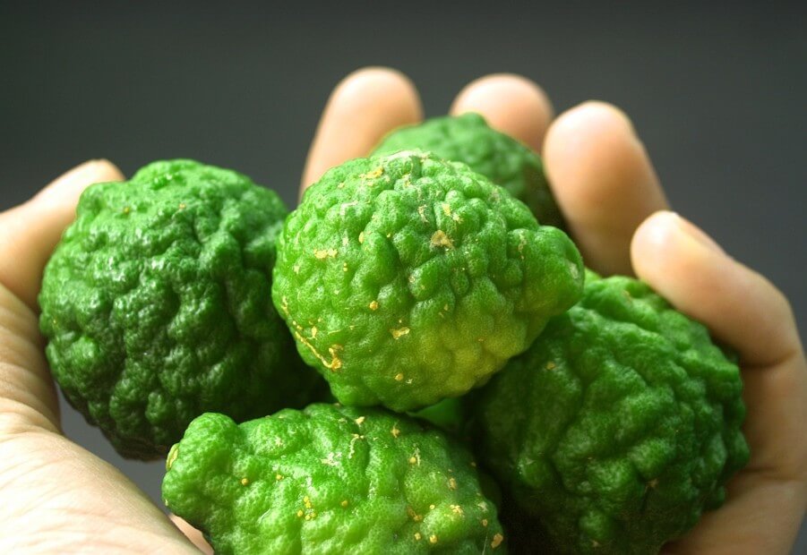 베르가못-열매를-한손에-담고-있는-사진입니다.