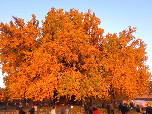 반계리 은행나무, 원주 반계리 은행나무, 반계리 은행나무 주차장, 은행나무 단풍, 은행나무 숲, 단풍절정 시기