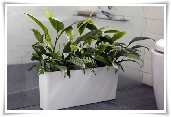 화초 &quot;리시안셔스&quot; 장미인 듯 장미 아닌 변치 않는 사랑의 꽃!