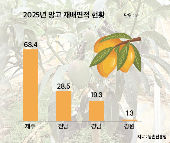 자이언트 그린망고 - 강원 강릉, 망고조아