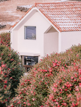 제주 겨울 여행지 동백꽃 명소 추천