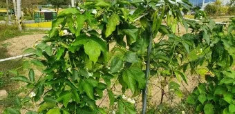 작두콩 재배 지지대 설치 덩굴 유인 건조 보관_12