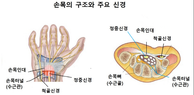 손목의 구조와 주요 신경
