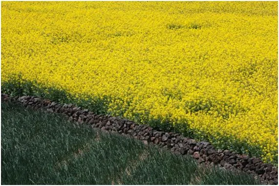 유채 재배 가을 파종 겨울 보온 봄 개화_3