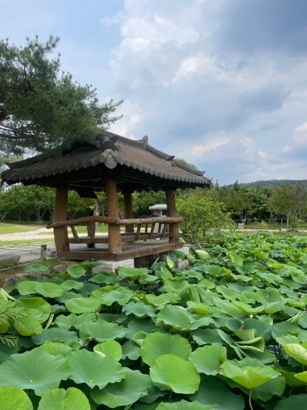 양평 두물머리 세미원 연꽃축제 연꽃문화제