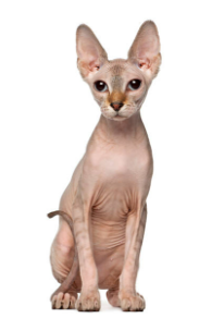 스핑크스-고양이