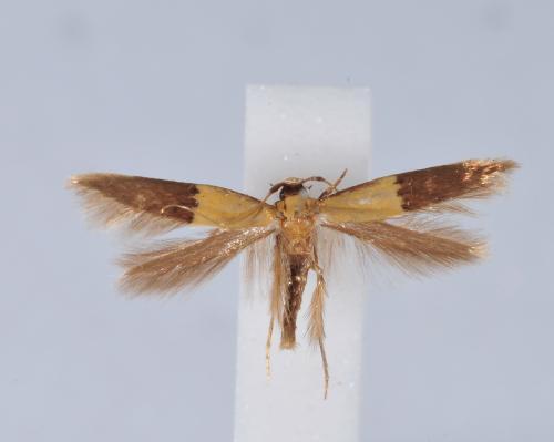 노랑머리집나방