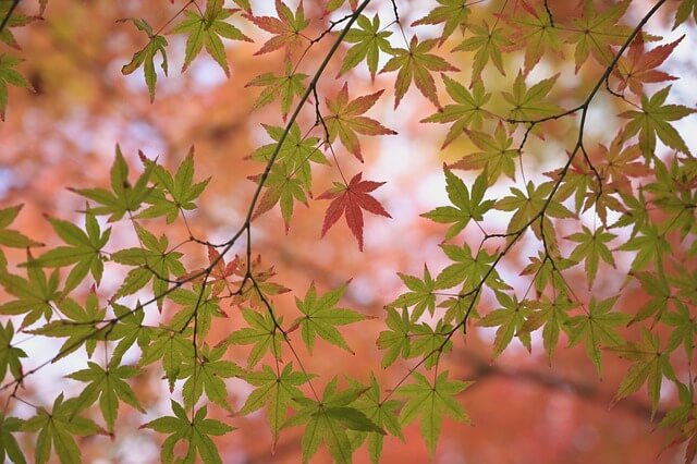 화담숲 모노레일 예약