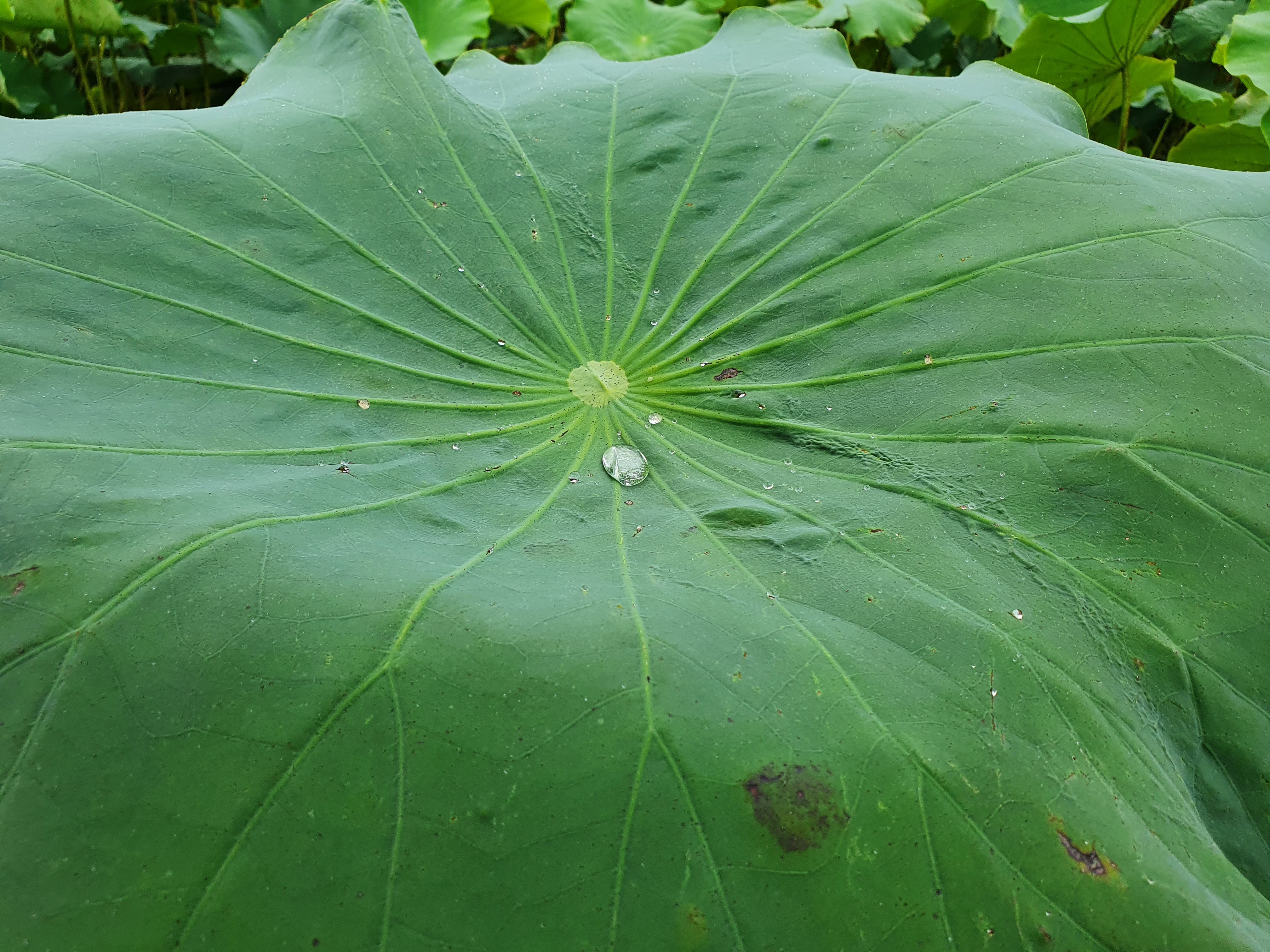 어리 연꽃