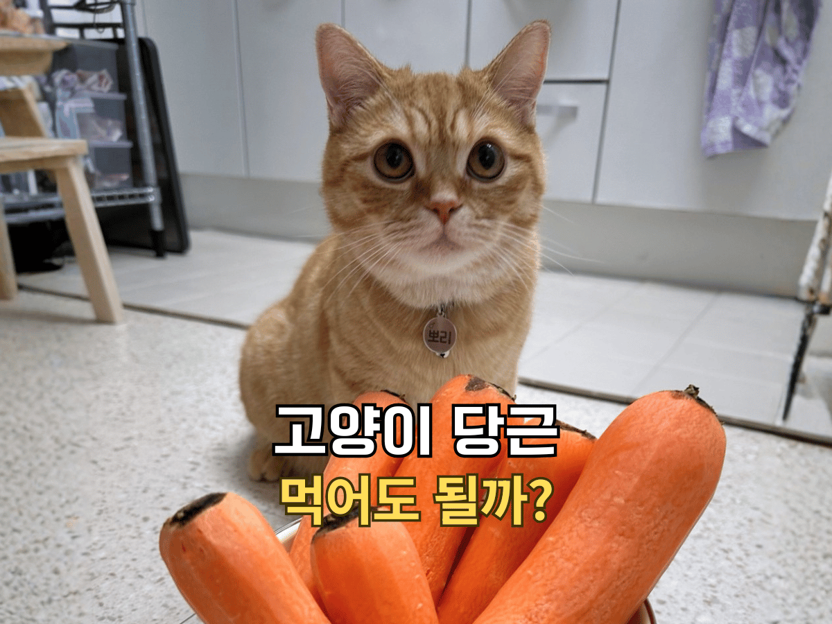 고양이 당근 건강하고 안전하게 먹이는 법 총정리 글의 썸네일. 생당근이 담긴 바구니 앞에 앉아있는 치즈 고양이 뽀리.