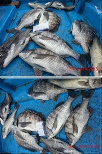 디낚 점주 조황 전국 바다낚시 출조 꿀팁_22