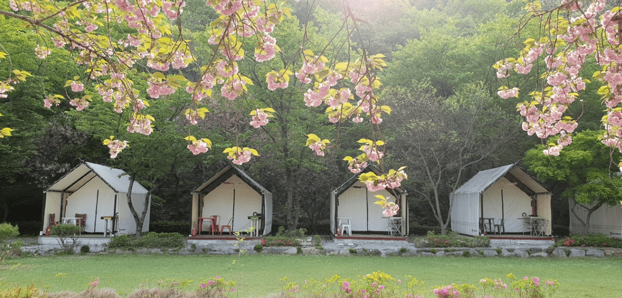벚꽃 캠핑 숨은 명당