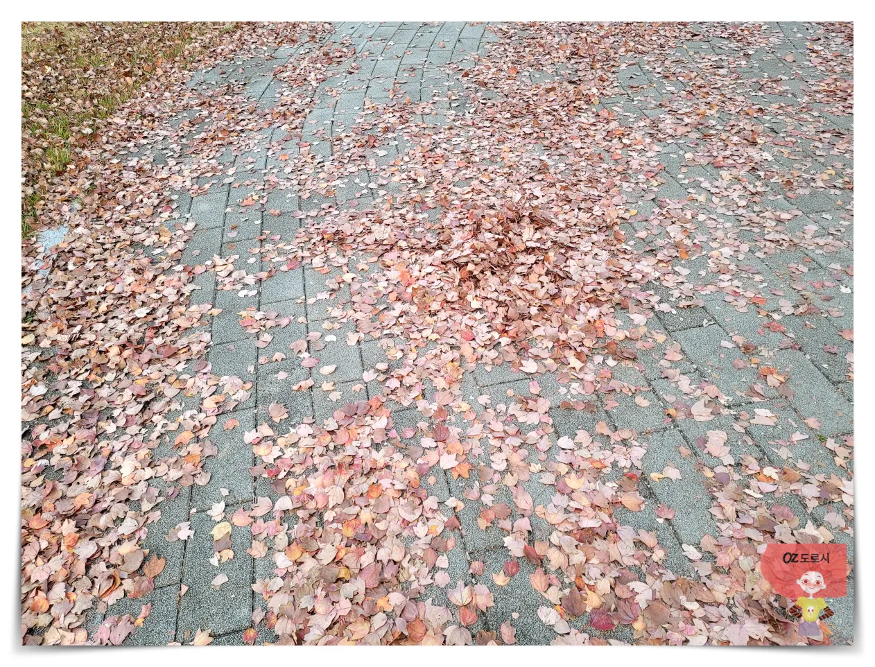 경기도-남양주시-다산동-근린공원-단풍길