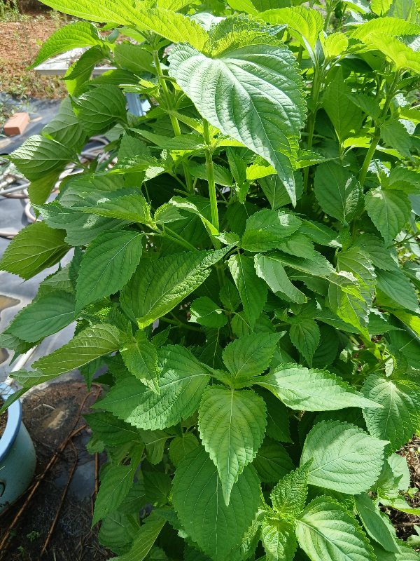 깻잎밭