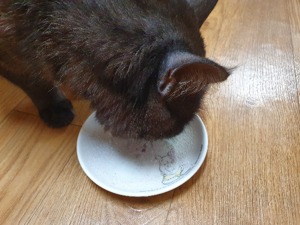 가루도 잘 먹는 고양이