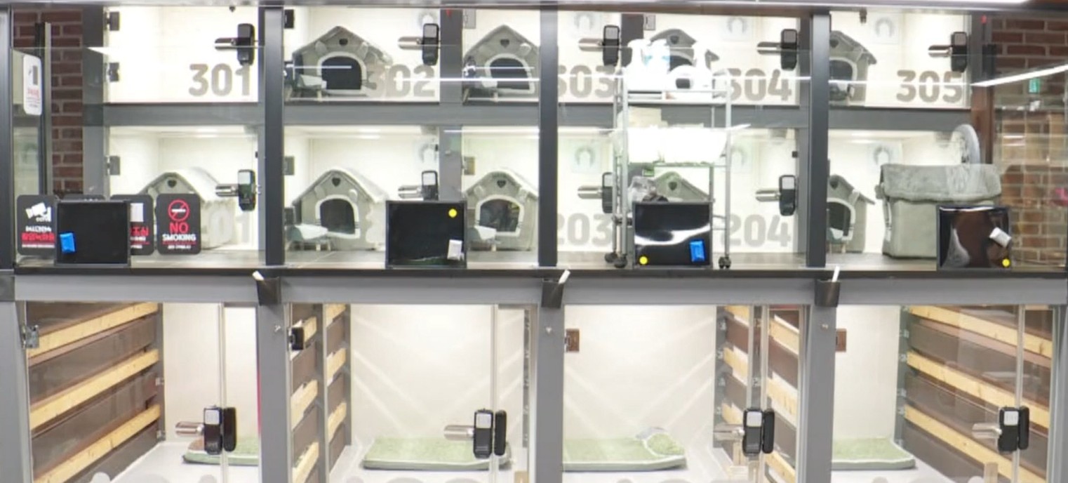 서울 반려견호텔 TOP6 ❘ 강남부터 마포까지, 믿을 수 있는 프리미엄 펫호텔 총정리 관련 사진