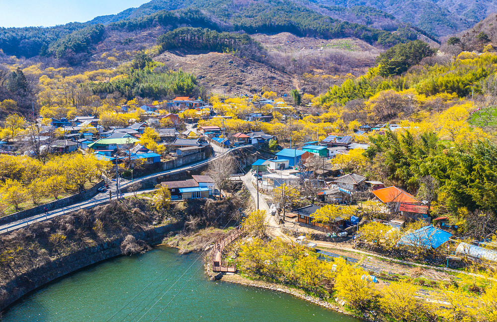 구례 산수유