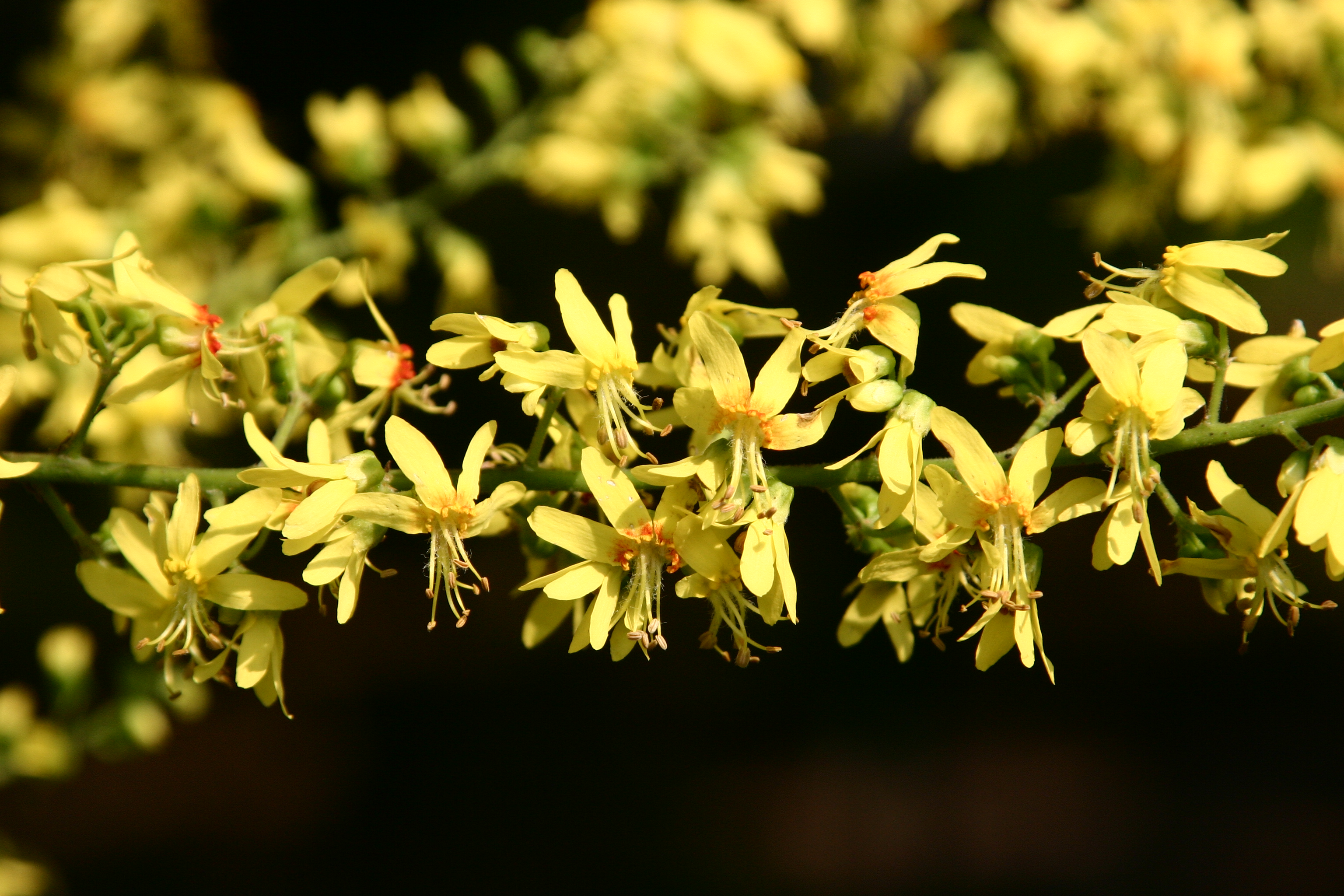 모감주나무 꽃2