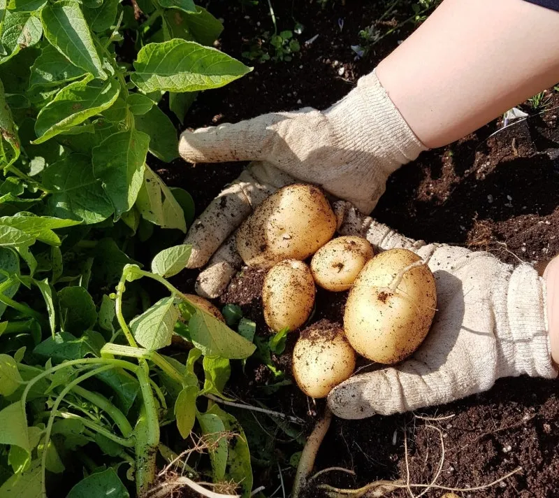 감자 수확시기 지역별 차이와 재배 팁_7