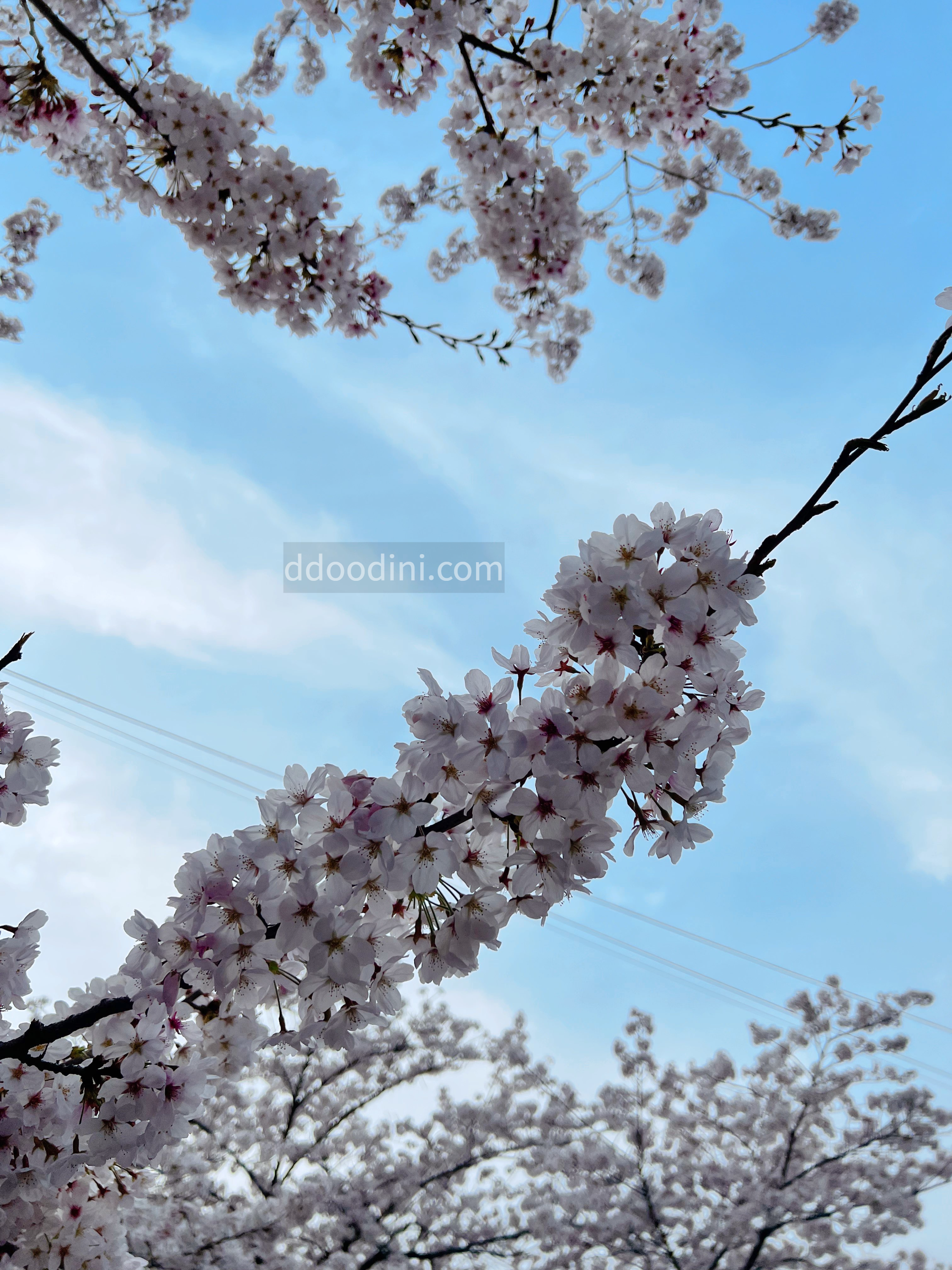 다강지로그 진해군항제 벚꽃사진