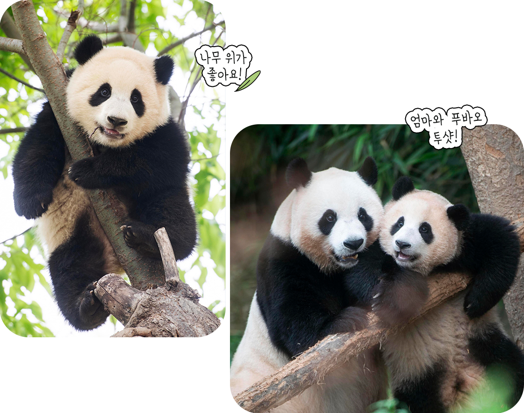 #푸바오 #아이바오