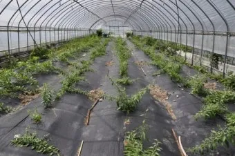 구기자 재배 삽목 번식 가지치기 건조 보관_6