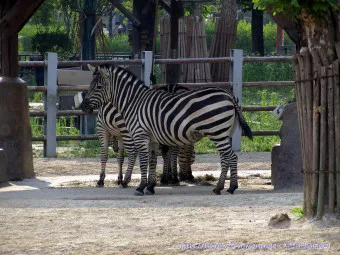 서울대공원 캠핑장 둘레길 동물원 입장료 맛집_16