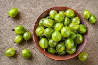 구스베리 재배 가시 관리 통풍 확보 열매 보호_31