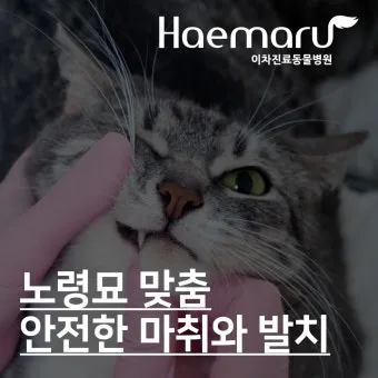 노령 고양이 필수 관리법 4가지 건강 지키기_26
