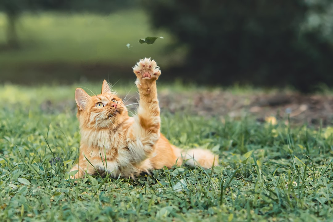 Cat.