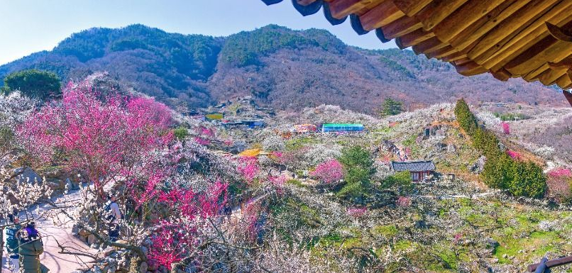 섬진강 백운산 자락을 가득 채운 하얀 매화꽃 풍경