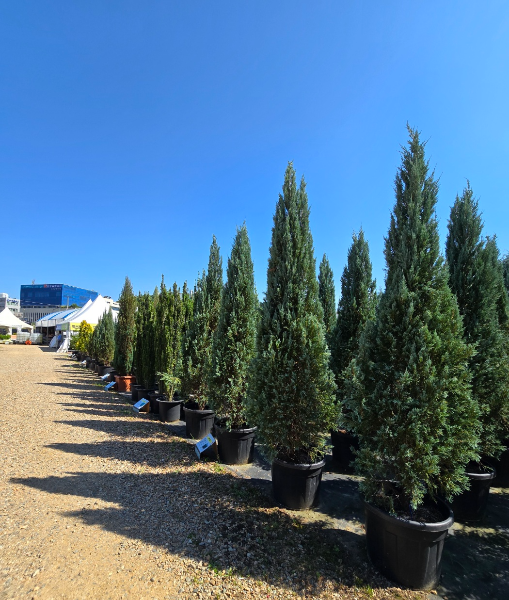 다양한나무들이 소품부터 중품대품까지 다양하게 볼 수 있어요.